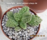Adromischus marianiae "herrei" Steinkopf (Green Monster)