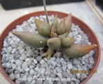 Adromischus marianiae Orchard