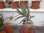 Adromischus filicaulis