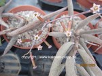 Adromischus_filicaulis_allgemein_250608-2