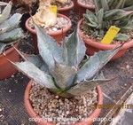 Agave deserti ssp. pringlei 1299
