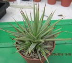 Agave striata nana