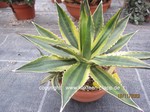 Agave lophantha tricolor "Goshiki Bandai"  1109