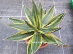 Agave_lophantha_tricolor-1109-2