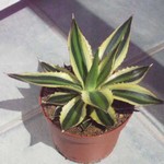 Agave lophantha tricolor "Goshiki Bandai"