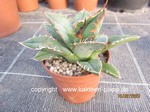 Agave_titanota_2302