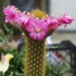 Akersia roseiflora