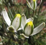 Albuca sp. Augrabies Hills