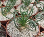Albuca namaquensis (Spiralis)