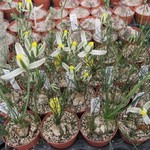 Albuca sp. Augrabies Hills1