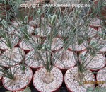 Albuca setosa,  Augrabies Hills