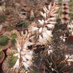 Aloe albiflora