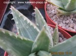 Aloe brevifolia albivariegata4a
