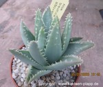 Aloe brevifolia albivariegata4
