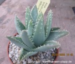 Aloe brevifolia albivariegata