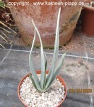 Aloe plicatilis