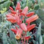 Aloe "hey babe"