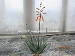 Aloe plicatilis  1160