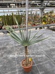 Aloe plicatilis 3336