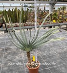 Aloe plicatilis 3515