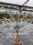 Aloe plicatilis 3581