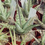 Aloe rauhii
