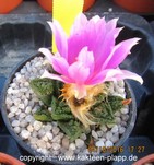 Ariocarpus bravoanus hintonii