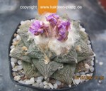 Ariocarpus fissuratus Hybride forma haworthioides 174