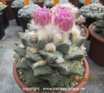 Ariocarpus fissuratus Hybride forma haworthioides 1800