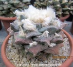 Ariocarpus fissuratus Hybride forma haworthioides 1815