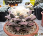 Ariocarpus fissuratus Hybride forma haworthioides 1894