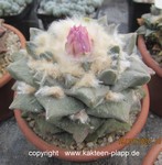 Ariocarpus fissuratus Hybride forma haworthioides 3210