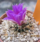 Ariocarpus kotschoubeyanus 181