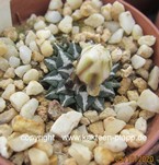 Ariocarpus kotschoubeyanus albiflorus