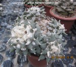 Ariocarpus retusus cluster 198