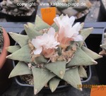 Ariocarpus retusus pectinatus hybride 186