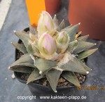 Ariocarpus retusus scapharostroides x fissuratus 101