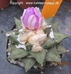 Ariocarpus retusus scapharostroidesX fissuratus 165