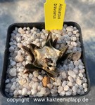 Ariocarpus bravoanus