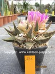 Ariocarpus confusus 182