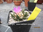 Ariocarpus confusus 1053
