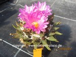Ariocarpus confusus rot 1011