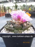 Ariocarpus fissuratus 168