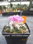 Ariocarpus fissuratus 169