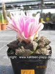 Ariocarpus fissuratus 171