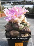Ariocarpus fissuratus 173