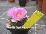 Ariocarpus fissuratus 1054