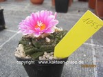 Ariocarpus fissuratus 1055