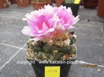 Ariocarpus fissuratus 1056