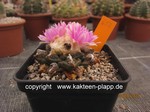 Ariocarpus fissuratus 652